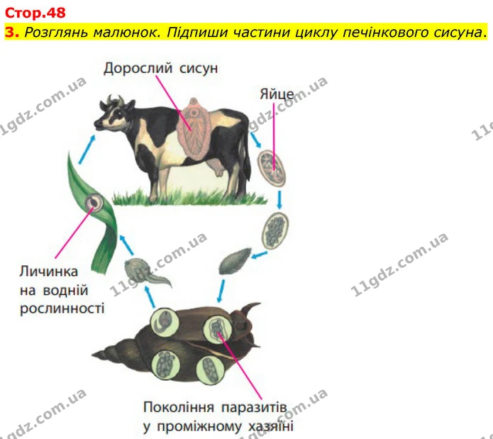 3. Розглянь малюнок. Підпиши частини циклу печінкового сисуна. — ГДЗ робочий зошит Біологія 7 клас Тагліна