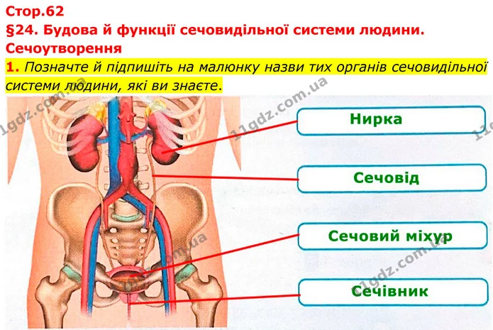 1. Позначте й підпишіть на малюнку назви тих органів сечовидільної системи людини, які ви знаєте. — ГДЗ Робочий зошит Біологія 8 клас Тагліна (2025)