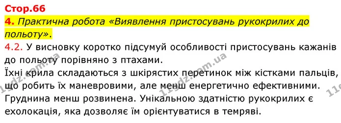 4. Практична робота «Виявлення пристосувань рукокрилих до польоту». — ГДЗ робочий зошит Біологія 7 клас Тагліна