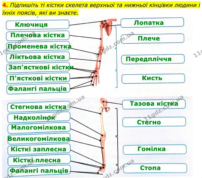 1. Складіть тлумачення понять із запропонованих слів і запишіть їх. — частина 4 — ГДЗ Робочий зошит Біологія 8 клас Тагліна (2025)