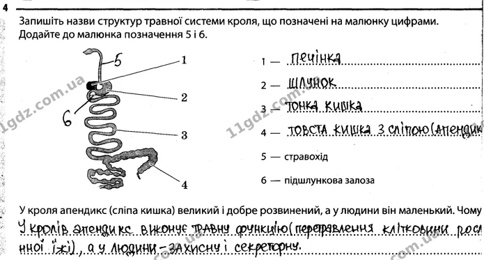 Стор. 32 — 4 — ГДЗ Робочий зошит Біологія 7 клас Задорожний — ГДЗ Робочий зошит Біологія 7 клас Задорожний