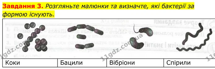 3. Розгляньте малюнки та визначте, які бактерії за формою існують. — ГДЗ Робочий зошит Біологія 7 клас Мирна 2024
