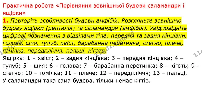 1. Повторіть особливості будови амфібій. Розгляньте зовнішню будову ящірки (рептилія) та саламандри (амфібія). Увідповідніть цифрові — ГДЗ Біологія 7 клас Тагліна
