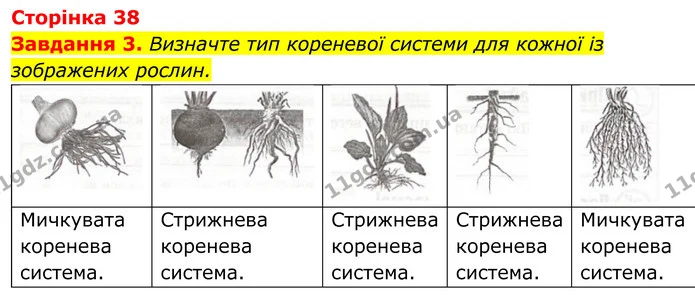 3. Визначте тип кореневої системи для кожної із зображених рослин. — ГДЗ Робочий зошит Біологія 7 клас Мирна 2024