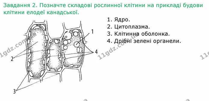 Стор. 11 — 2 — ГДЗ Робочий зошит Біологія 6 клас Мечник — ГДЗ Робочий зошит Біологія 6 клас Мечник