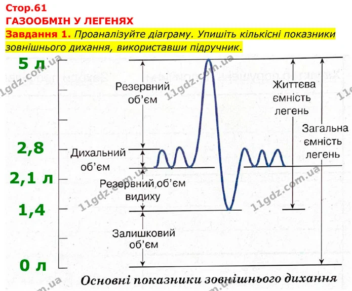 Стор. 61 — 1 — ГДЗ робочий зошит Біологія 8 клас Андерсон — ГДЗ робочий зошит Біологія 8 клас Андерсон