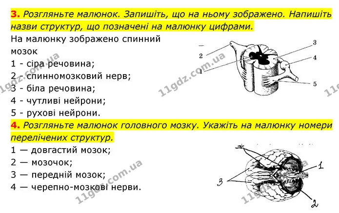 3. Розгляньте малюнок. Запишіть, що на ньому зображено. Напишіть назви структур, що позначені на малюнку цифрами. — ГДЗ Робочий зошит Біологія 8 клас Задорожний