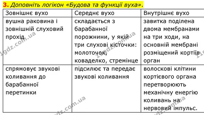 3. Доповніть логікон «Будова та функції вуха». — ГДЗ Робочий зошит Біологія 8 клас Кулініч