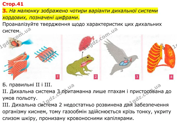 1. Прочитайте твердження. Оберіть правильну відповідь. — частина 3 — ГДЗ Робочий зошит Біологія 8 клас Тагліна (2025)