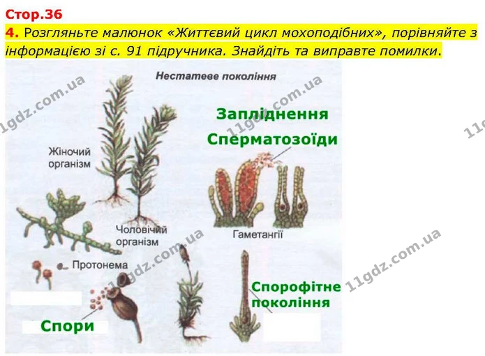 4. Розгляньте малюнок «Життєвий цикл мохоподібних», порівняйте з інформацією зі с. 91 підручника. Знайдіть та виправте помилки. — ГДЗ робочий зошит Біологія 7 клас Кулініч