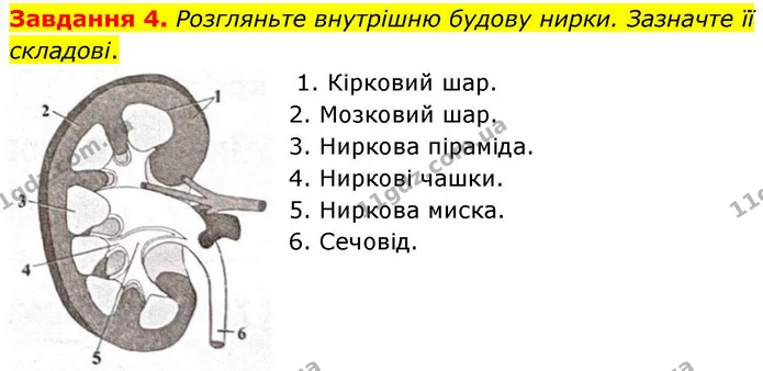 Стор. 92 — 4 — ГДЗ Робочий зошит біологія 8 клас Мирна — ГДЗ Робочий зошит біологія 8 клас Мирна