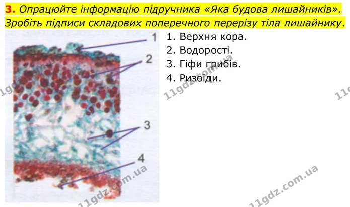 3. Опрацюйте інформацію підручника «Яка будова лишайників». Зробіть підписи складових поперечного перерізу тіла лишайнику. — ГДЗ робочий зошит Біологія 7 клас Кулініч