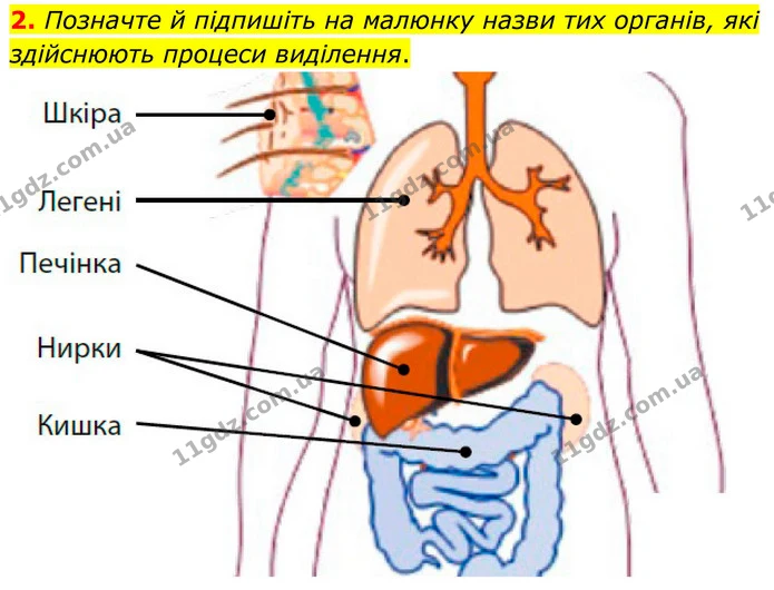 2. Позначте й підпишіть на малюнку назви тих органів, які здійснюють процеси виділення. — ГДЗ Робочий зошит Біологія 8 клас Тагліна (2025)