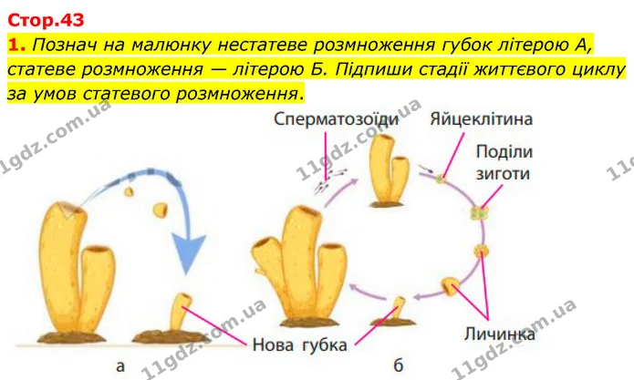 1. Познач на малюнку нестатеве розмноження губок літерою А, статеве розмноження — літерою Б. Підпиши стадії життєвого циклу за умов — ГДЗ робочий зошит Біологія 7 клас Тагліна
