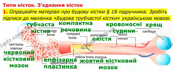 Стор. 24 — 1 (2) — ГДЗ Робочий зошит Біологія 8 клас Кулініч — ГДЗ Робочий зошит Біологія 8 клас Кулініч