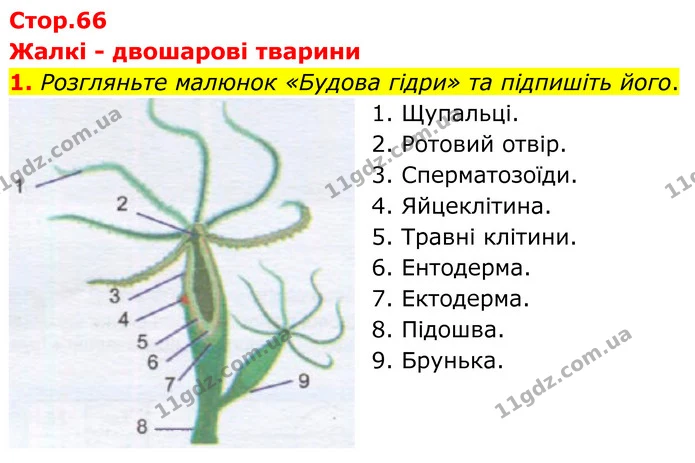 1. Розгляньте малюнок «Будова гідри» та підпишіть його. — ГДЗ робочий зошит Біологія 7 клас Кулініч