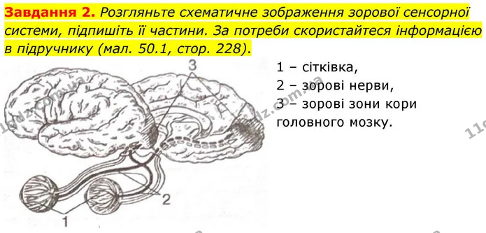 Стор. 104 — 2 — ГДЗ Робочий зошит біологія 8 клас Мирна — ГДЗ Робочий зошит біологія 8 клас Мирна