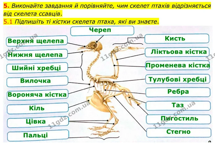 §3 (5.1) — ГДЗ Робочий зошит Біологія 8 клас Тагліна (2025) — ГДЗ Робочий зошит Біологія 8 клас Тагліна (2025)
