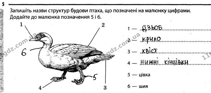 5. Запишіть назви структур будови птаха, що позначені на малюнку цифрами. Додайте до малюнка позначення 5 і 6. — ГДЗ Робочий зошит Біологія 7 клас Задорожний