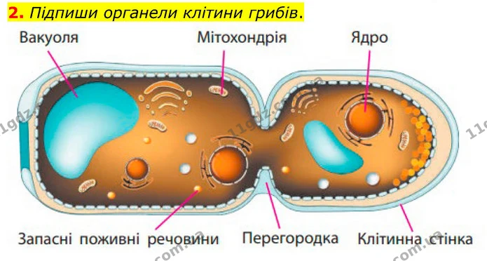 2. Підпиши органели клітини грибів. — ГДЗ робочий зошит Біологія 7 клас Тагліна
