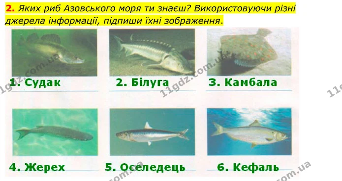 2. Яких риб Азовського моря ти знаєш? Використовуючи різні джерела інформації, підпиши їхні зображення. — ГДЗ Робочий зошит Я досліджую світ 4 клас Гільберг