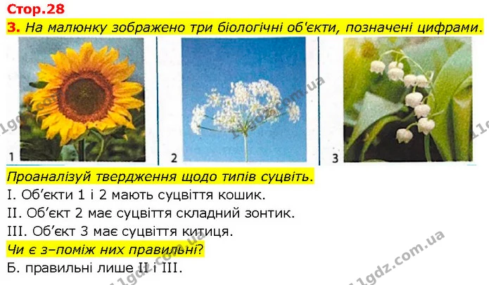 3. На малюнку зображено три біологічні об'єкти, позначені цифрами. — ГДЗ робочий зошит Біологія 7 клас Тагліна