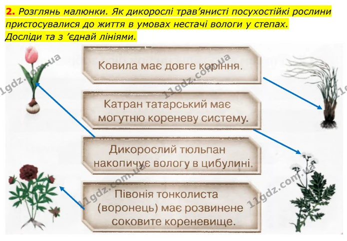 2. Розглянь малюнки. Як дикорослі трав’янисті посухостійкі рослини пристосувалися до життя в умовах нестачі вологи у степах. — ГДЗ Робочий зошит Я досліджую світ 4 клас Грущинська