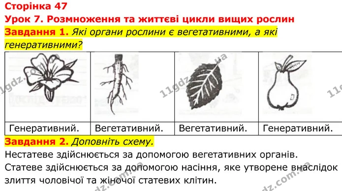 1. Які органи рослини є вегетативними, а які генеративними? — ГДЗ Робочий зошит Біологія 7 клас Мирна 2024