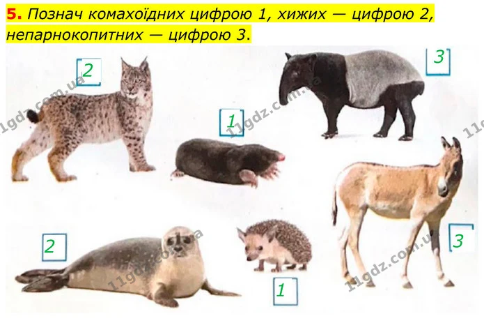 5. Познач комахоїдних цифрою 1, хижих — цифрою 2, непарнокопитних — цифрою 3. — ГДЗ робочий зошит Біологія 7 клас Тагліна