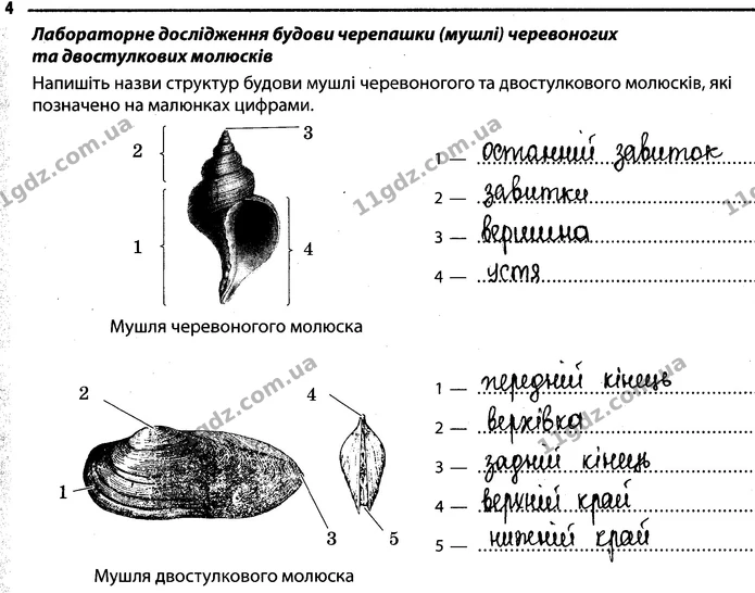 4. Напишіть назви структур будови мушлі черевоногого та двостулкового молюсків, які позначено на малюнках цифрами. — ГДЗ Робочий зошит Біологія 7 клас Задорожний