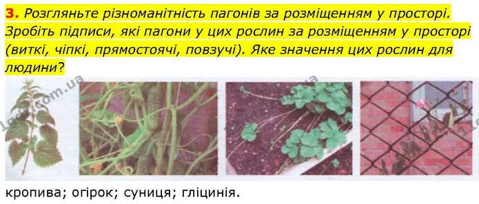3. Розгляньте різноманітність пагонів за розміщенням у просторі. Зробіть підписи, які пагони у цих рослин за розміщенням у просторі — ГДЗ робочий зошит Біологія 7 клас Кулініч