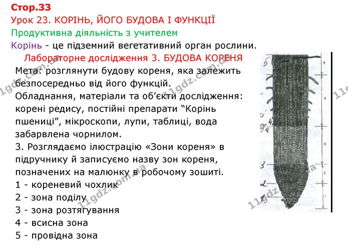 Стор. 33 — 1 — ГДЗ Робочий зошит Біологія 6 клас Соболь — ГДЗ Робочий зошит Біологія 6 клас Соболь