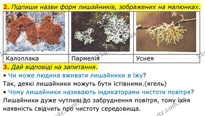 2. Підпиши назви форм лишайників, зображених на малюнках. — ГДЗ робочий зошит Біологія 7 клас Тагліна