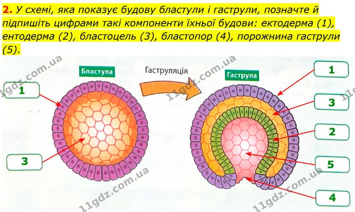 2. У схемі, яка показує будову бластули і гаструли, позначте й підпишіть цифрами такі компоненти їхньої будови: ектодерма (1) — ГДЗ Робочий зошит Біологія 8 клас Тагліна (2025)