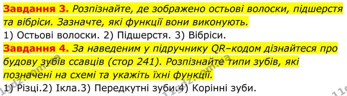 3. Розпізнайте, де зображено остьові волоски, підшерстя та вібріси. Зазначте, які функції вони виконують. — ГДЗ Робочий зошит Біологія 7 клас Мирна 2024