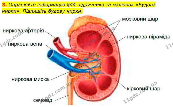 3. Опрацюйте інформацію §44 підручника та малюнок «Будова нирки». Підпишіть будову нирки. — ГДЗ Робочий зошит Біологія 8 клас Кулініч