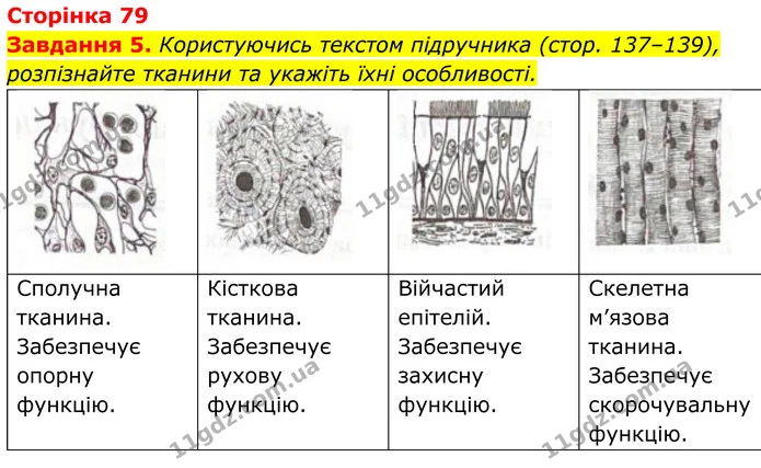 5. Користуючись текстом підручника (стор. 137–139), розпізнайте тканини та укажіть їхні особливості. — ГДЗ Робочий зошит Біологія 7 клас Мирна 2024