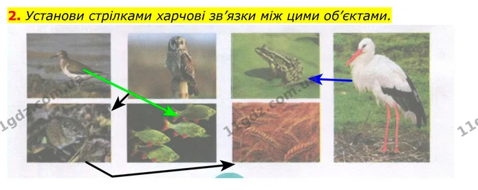 2. Установи стрілками харчові зв’язки між цими об’єктами. — ГДЗ Робочий зошит Я досліджую світ 4 клас Гільберг