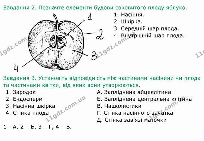 Стор. 42 — 2-3 — ГДЗ Робочий зошит Біологія 6 клас Мечник — ГДЗ Робочий зошит Біологія 6 клас Мечник