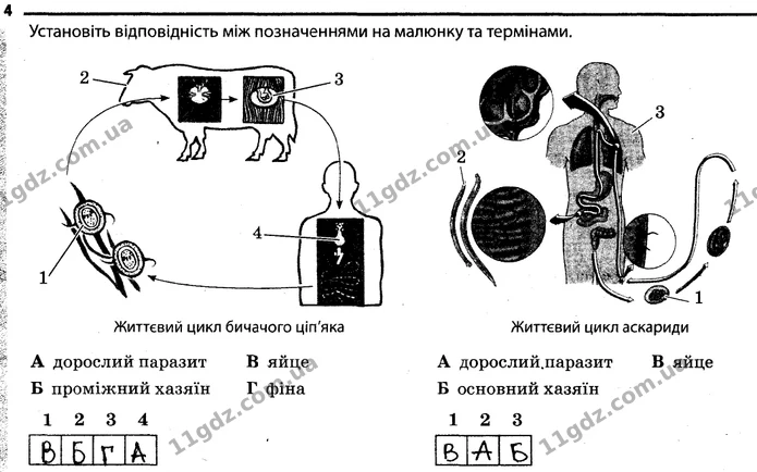 4. Життєвий цикл бичачого ціп'яка — ГДЗ Робочий зошит Біологія 7 клас Задорожний