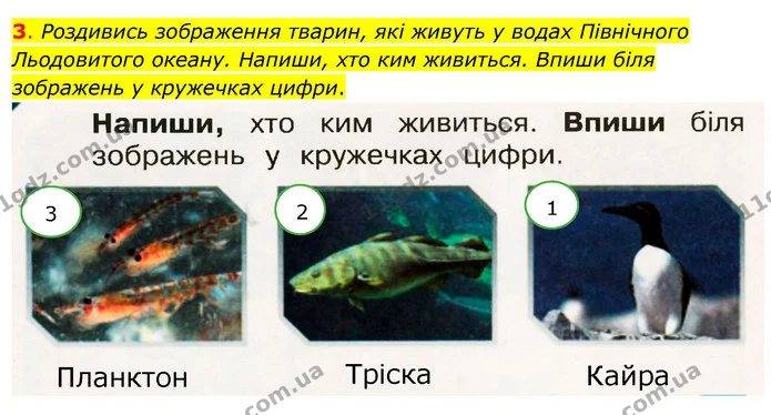3. Роздивись зображення тварин, які живуть у водах Північного Льодовитого океану. Напиши, хто ким живиться. Впиши біля — ГДЗ Робочий зошит Я досліджую світ 4 клас Грущинська