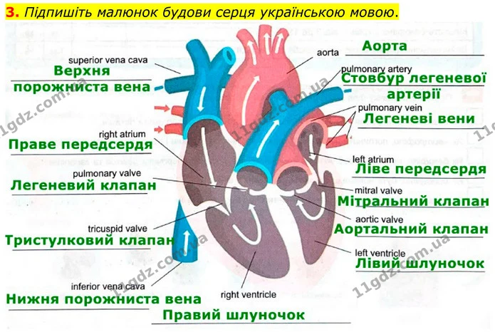 3. Підпишіть малюнок будови серця українською мовою. — ГДЗ Робочий зошит Біологія 8 клас Кулініч