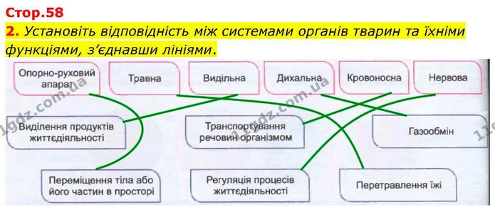 2. Установіть відповідність між системами органів тварин та їхніми функціями, з’єднавши лініями. — ГДЗ робочий зошит Біологія 7 клас Кулініч