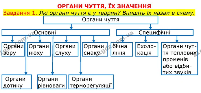 Стор. 74 — 1 — ГДЗ Робочий зошит з Біології 7 клас Яременко — ГДЗ Робочий зошит з Біології 7 клас Яременко