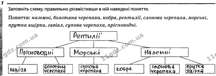 7. Заповніть схему, правильно розмістивши в ній наведені поняття. — ГДЗ Робочий зошит Біологія 7 клас Задорожний