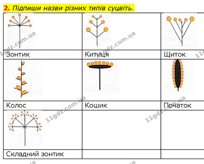 2. Підпиши назви різних типів суцвіть. — ГДЗ робочий зошит Біологія 7 клас Тагліна