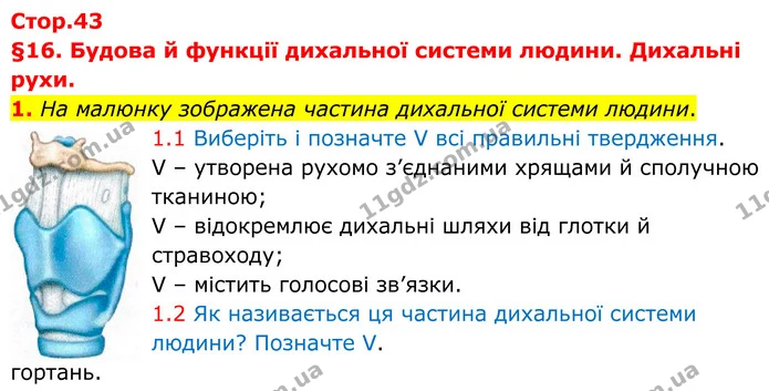 1. На малюнку зображена частина дихальної системи людини. — ГДЗ Робочий зошит Біологія 8 клас Тагліна (2025)