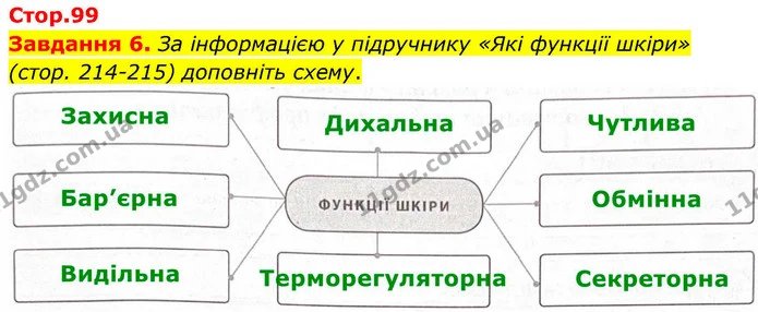 Стор. 99 — 6 — ГДЗ Робочий зошит біологія 8 клас Мирна — ГДЗ Робочий зошит біологія 8 клас Мирна