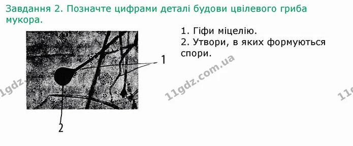 Стор. 61 — 2 — ГДЗ Робочий зошит Біологія 6 клас Мечник — ГДЗ Робочий зошит Біологія 6 клас Мечник