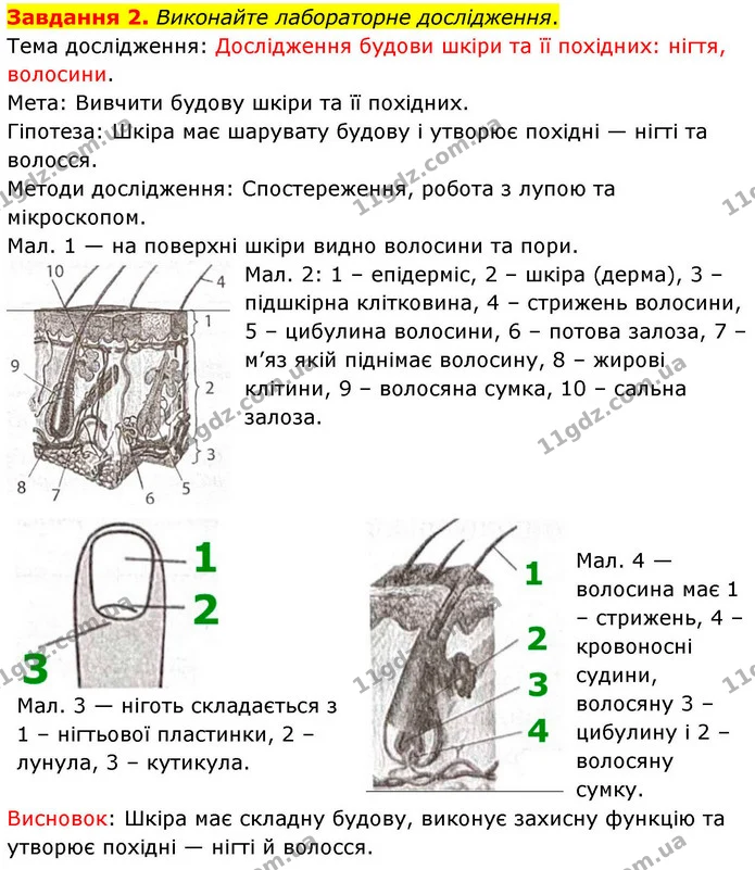 Стор. 98 — 2 — ГДЗ Робочий зошит біологія 8 клас Мирна — ГДЗ Робочий зошит біологія 8 клас Мирна